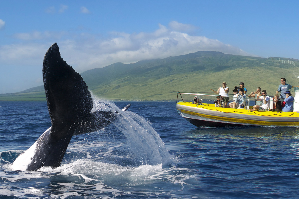 Pacific Whale Foundation Whale Watch Lahaina Raft The Snorkel Store
